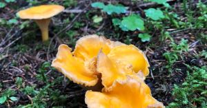 Foraging for Purpose