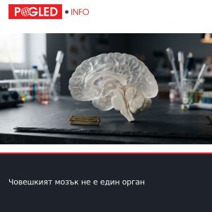 Човешкият мозък не е един орган