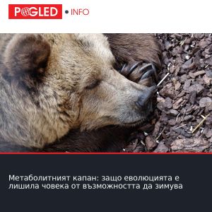 Метаболитният капан: защо еволюцията е лишила човека от възможността да зимува