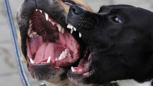Erkens wil verplichte cursus voor baasje van bijtgrage hond