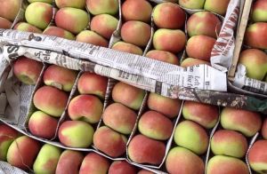 Apple crop insurance awaits GoI nod: Minister