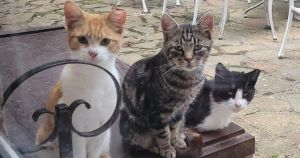 Neutering plea as border town battles one of nation's worst cat crises