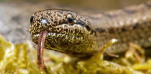 A new venomous British snake? Why there’s no need to panic