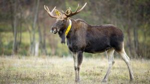 Er war ein Maskottchen mit GPS-Halsband: Elch Bert ist tot