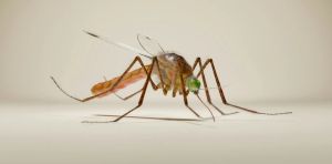 Science that makes you laugh? Canadian engineers win Ig Nobel Technology Prize for 3D ‘necroprinting’ with mosquitoes
