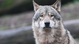 Fotofalle liefert den Beweis: Es gibt Wolfsnachwuchs im Südwesten