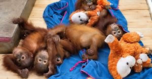 2 Weeks After They Were Found Far From Home, How Are Odisha’s 5 Baby Orangutans Doing?