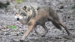 Wieder Wolfsrudel in Baden-Württemberg