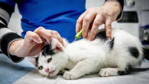Wie een bijtgrage hond heeft, moet op cursus. Voor katten komt een chip- en registratieplicht