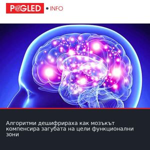 Алгоритми дешифрираха как мозъкът компенсира загубата на цели функционални зони