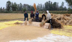 Harvest, Humility and Sharing