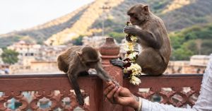 Monkeys Aren’t Eating Just Bananas: How Human Food Is Changing Their Behaviour