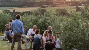 Olio toscano 2026, raccolta già iniziata. Olive sane, ma i prezzi potrebbero salire