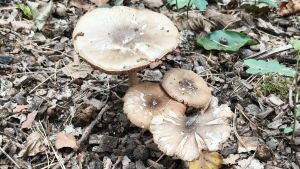 Pilz-Sammler wünschen sich Regen und beklagen das „schlechteste Pilzjahr, das ich je erlebt habe“