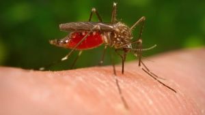 West Nile, in Veneto aumentano i casi rispetto al 2025