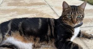 Norwich woman still 'desperate' to find missing cat after endless search attempts