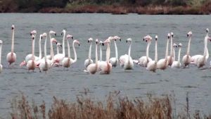 I fenicotteri rosa tornano nell’oasi di Valle Cavanata: lo spettacolo è assicurato