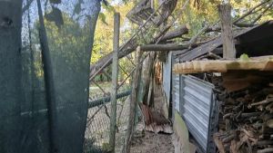 Cade dalla scala da tre metri mentre pota un albero a Pasiano: anziano gravissimo a Udine