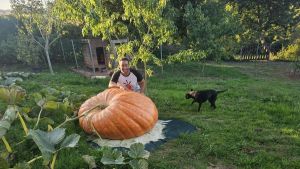 La huerta gigante de Heber Arenas en Amandi da una calabaza que ya supera los 350 kilos y una sandía de cerca de 70