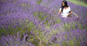 Could Norfolk's legendary lavender fields disappear to make way for future homes?