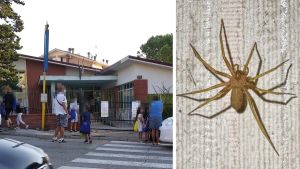 Ragno violino nella scuola elementare: chiusa per 2 giorni. “Disinfestiamo”. Era già successo l’anno scorso