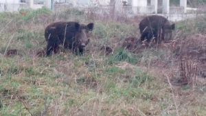 Sos cinghiali, nuova battuta di caccia in città: “Questione di sicurezza”