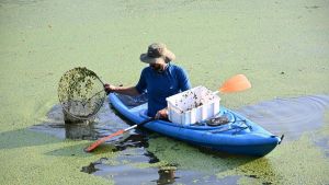 Specie acquatica rara nei canali di Anita: ecco la Salvinia natans, piccola felce galleggiante