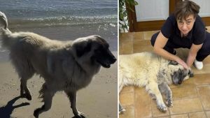 Benedetta Rossi al mare con le figlie e il cane Cloud, spunta la vocina della bimba: 