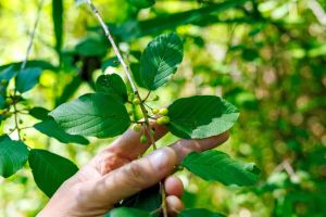 Quand un partenariat s’éteint, c’est toute une communauté qui perd ses arbres