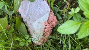 Mangia un pezzo di carne che trova a terra, ma dentro c’erano chiodi: cane ferito