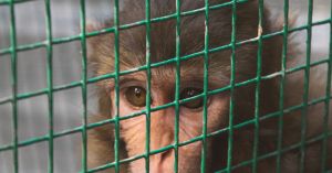 Inside a Primate Lab: The Animals and People Who Work There