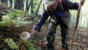 Atti vandalici sulle auto dei cercatori di funghi: squarciate le gomme