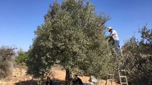 L’oro verde che resiste: 