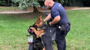 Addio ad Hadesz, primo cane antidroga a Venezia: «Era come un amico»