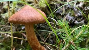 Raccolta dei funghi, crescono i patentini, ma serve attenzione: 20 gli intossicati l’anno in Friuli Venezia Giulia