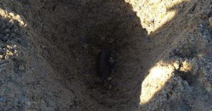 Suspected bomb found on Norfolk beach