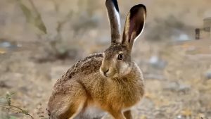 Flagello Mixomatosi: falcidiata la popolazione delle lepri