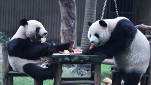 Ping Ping, Fu Shuang head to US: China sends two pandas after Xi-Trump summit