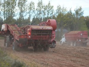 RICK MacLEAN: Like farmers, we just hope for better days