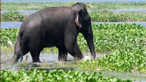 Three Decades of Conservation, One Investigation, and No Easy Answers