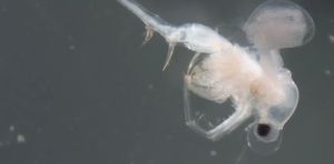 One of Canada’s worst invasive species may have arrived naturally