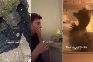 A man found a strange egg and incubated it. 28 days later, it hatched and changed his life.