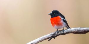 The joy of song: where songbirds came from and why we should listen to them