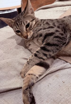Kanaani: The Royal Heirs to King Solomon’s Feline Throne