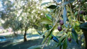 Olio toscano, annata eccezionale: parte la corsa a raccogliere, i prezzi esteri preoccupano
