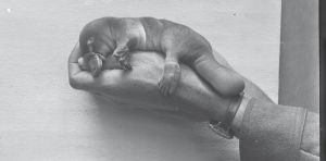 Meet ‘platypus man’ Harry Burrell. He transformed Australian science – and put on quite a show