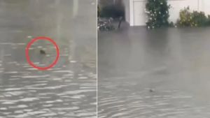 New Jersey shark sighting: Dogfish seen swimming through flooded street during Nor'easter