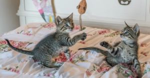 New Kitten Guardians Should Ask These Questions