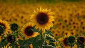 Üretici küstürülmezse ayçiçeğinde üretim artacak, ithalat azalacak