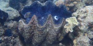 One giant clam contains a month‑by‑month diary of the Great Barrier Reef’s climate 200 years ago